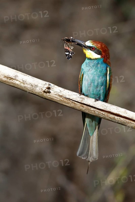 Bee-eater (Merops apiaster), bird on a perch with insect in its beak, Salzlandkreis, Saxony-Anhalt, Germany, A bee-eater with colourful plumage and prey in its beak sits on a branch, Bee-eater (Merops apiaster), bird on a perch with insect in its beak, Salzlandkreis, Saxony-Anhalt, Germany, Europe