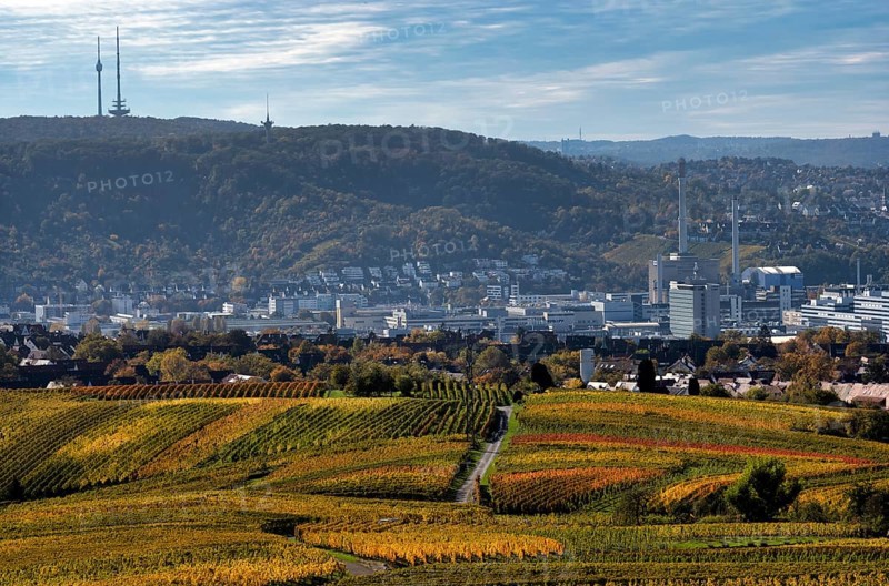 View of Daimler corporate headquarters, Mercedes-Benz plant Untertürkheim, television tower, radio tower, over vineyard, vines, grapevines, vine cultivation, autumn colouring, autumn, Kappelberg, Fellbach, Waiblingen, Baden-Württemberg, Germany, Europe