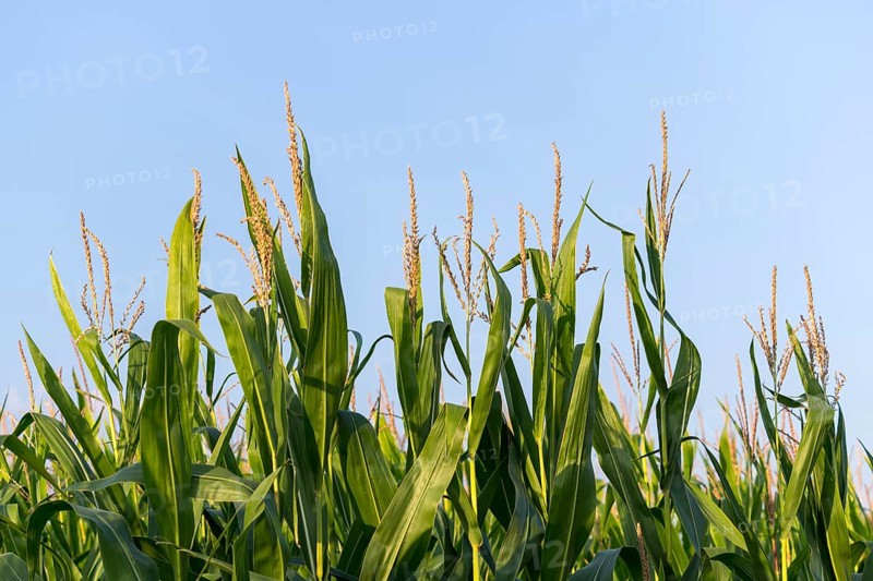Symbolic image, renewable energies, maize plants, biogas plant, feed maize, Baden-Württemberg, Germany, Europe