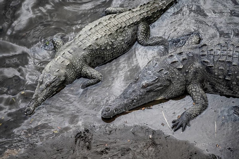 American crocodile (Crocodylus acutus) swimming in the water, from above, Rio Tarcoles, Carara National Park, Puntarenas Province, Costa Rica, Central America