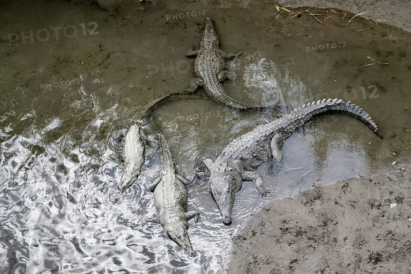 American crocodiles (Crocodylus acutus) swimming in the water, from above, Rio Tarcoles, Carara National Park, Puntarenas Province, Costa Rica, Central America