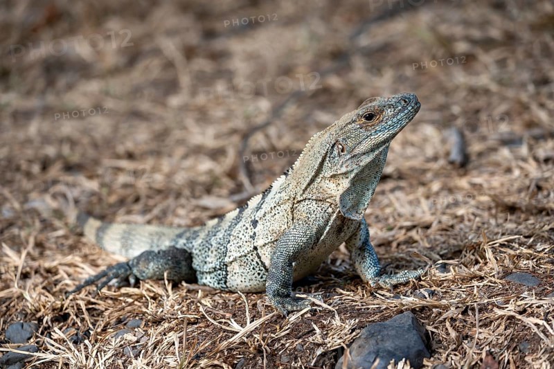 Black spiny-tailed iguana (Ctenosaura similis), adult female, Carara National Park, Tarcoles, Puntarenas Province, Costa Rica, Central America