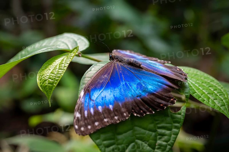 Morpho helenor, blue morpho butterfly sitting on a leaf, Alajuela province, Costa Rica, Central America