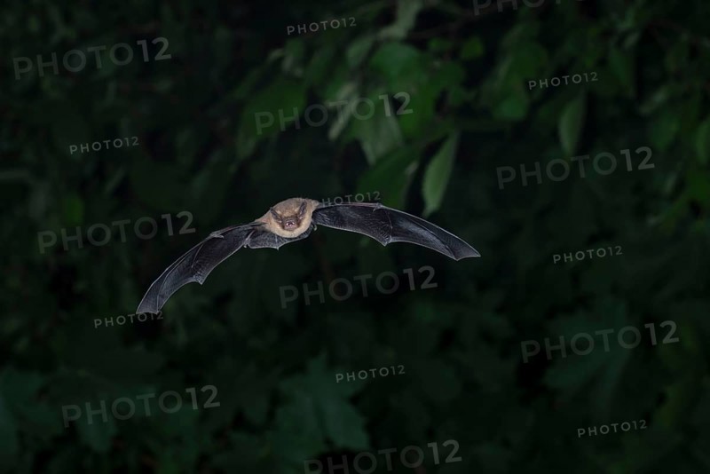 Common pipistrelle (Pipistrellus pipistrellus) hunting insects in front of deciduous forest, Brandenburg, Germany, Europe