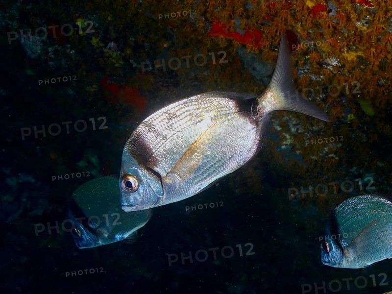 Silver fish, two-banded bream (Diplodus vulgaris), swimming in a shoal near a coral wall, dive site L'anse aux blés, Giens peninsula, Provence Alpes Côte d'Azur, France, Europe
