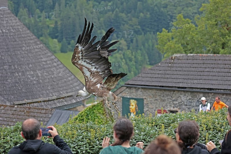 Griffon vulture (Gyps fulvus), flying, Hohenwerfen Castle, Salzburger Land, Austria, Europe