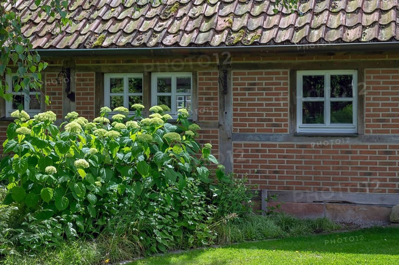District educational garden, Hydrangea Annabelle, Burgsteinfurt, Steinfurt, Münsterland, North Rhine-Westphalia, Germany, Europe