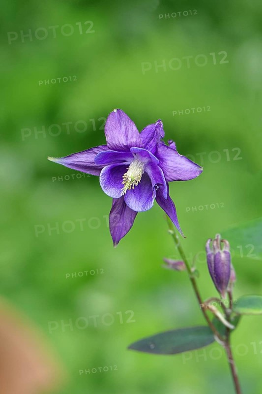 Columbine (Aquilegia vulgaris), blue flower at the edge of a forest, Wilnsdorf, North Rhine-Westphalia, Germany, Europe
