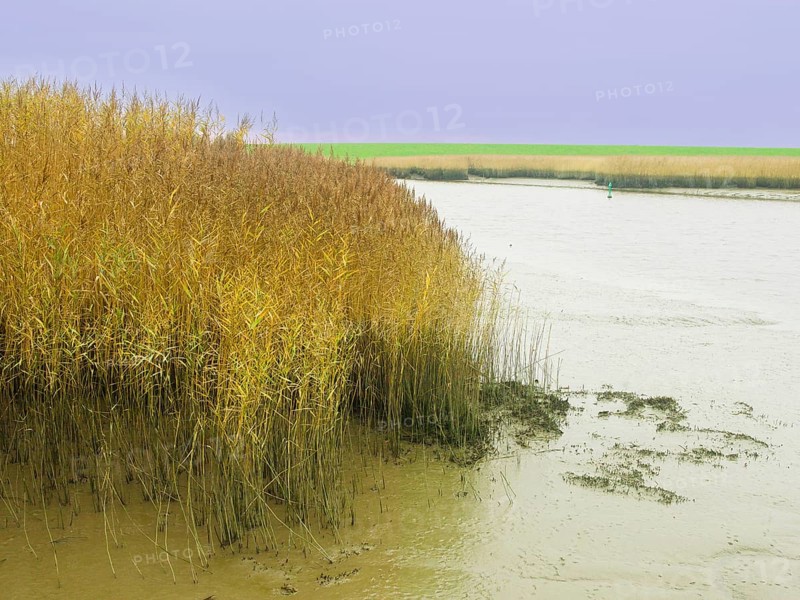 Low tide, mudflats, Dollart, Nieuwe Statenzijl, Netherlands