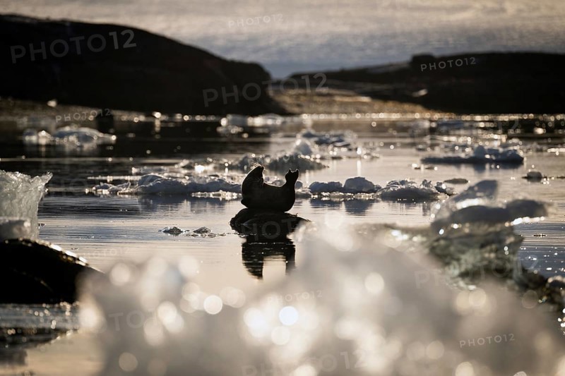 Harbour seal in a banana-shaped posture on a small rock in the water, ice, Midtholmen Island, near Ny-Ålesund, Kongsfjord, Spitsbergen, Svalbard and Jan Mayen archipelago, Norway, Europe