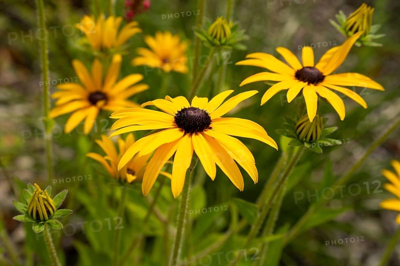 Rudbeckia fulgida (Rudbeckia fulgida Aiton), flower bed, Dülmen, Münsterland, North Rhine-Westphalia, Germany, Europe