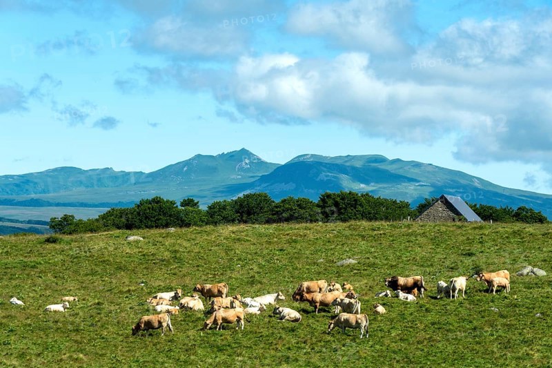 Herd of Aubrac cows grazing in the Cezallier region of Auvergne Volcanoes Natural Park against the backdrop of the Sancy Massif, Puy de Dome, Auve