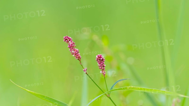 Glandular balsam (Impatiens glandulifera), Indian balsam, red balsam, Himalayan balsam, farmer's orchid, giant balsam, nature photograph, plant, close-up, Lower Saxony, Germany, Europe