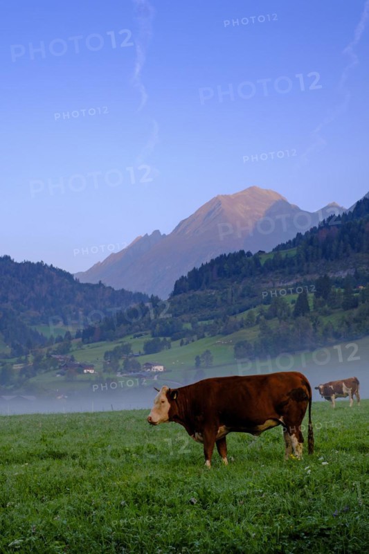 Morning atmosphere in the valley, Gries near Virgen, Virgental, East Tyrol, Tyrol, Austria, Europe
