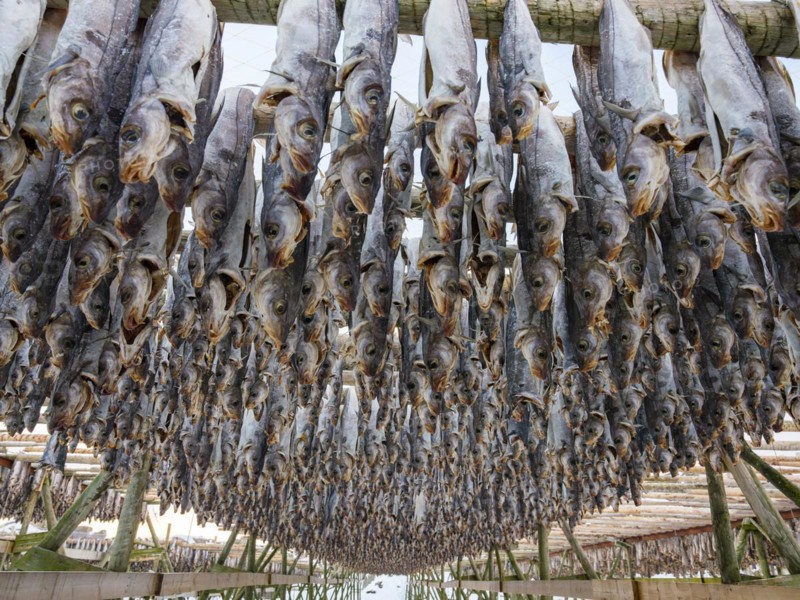 Atlantic cod (Gadus morhua) hung up to dry as stockfish, an old preservation method, Lofoten, Norway, Europe
