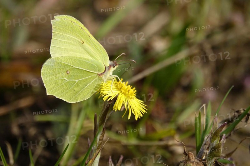 Lemon butterfly on coltsfoot, March, Germany, Europe