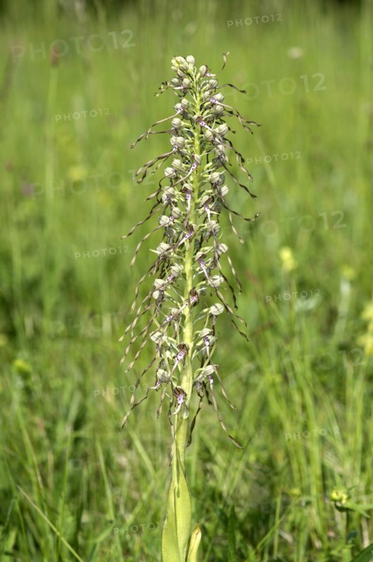 Orchid Bocks-Riemenzunge (Himantoglossum hircinum), Kaiserstuhl region, Germany, Europe