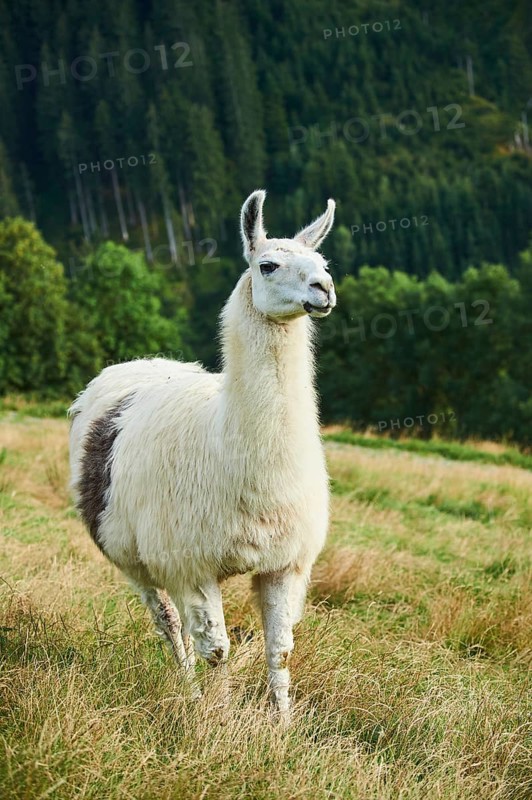 Llama (Lama glama) standing on a meadow in the mountains in tirol, Kitzbühel, Wildpark Aurach, Austria, Europe
