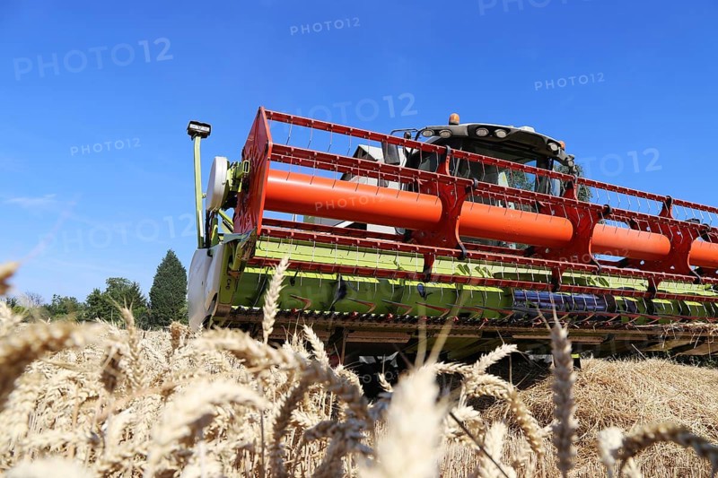 Harvesting grain with a combine harvester in a field near Ludwigshafen