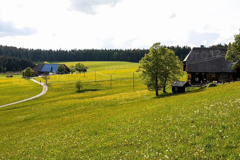 Farms and flowering meadow, Thurner, near St Märgen, Black Forest, Baden-Württemberg, Germany, Europe