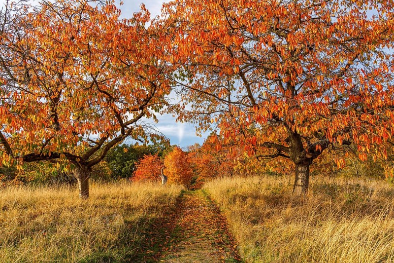 Meadow path with fruit trees in autumn, International Art Trail, Hoher Fläming nature park Park, Brandenburg, Germany, Europe