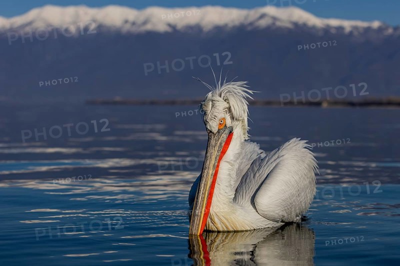 Dalmatian Pelican (Pelecanus crispus), swimming, red throat pouch, snow-capped mountains in the background, Lake Kerkini, Greece, Europe