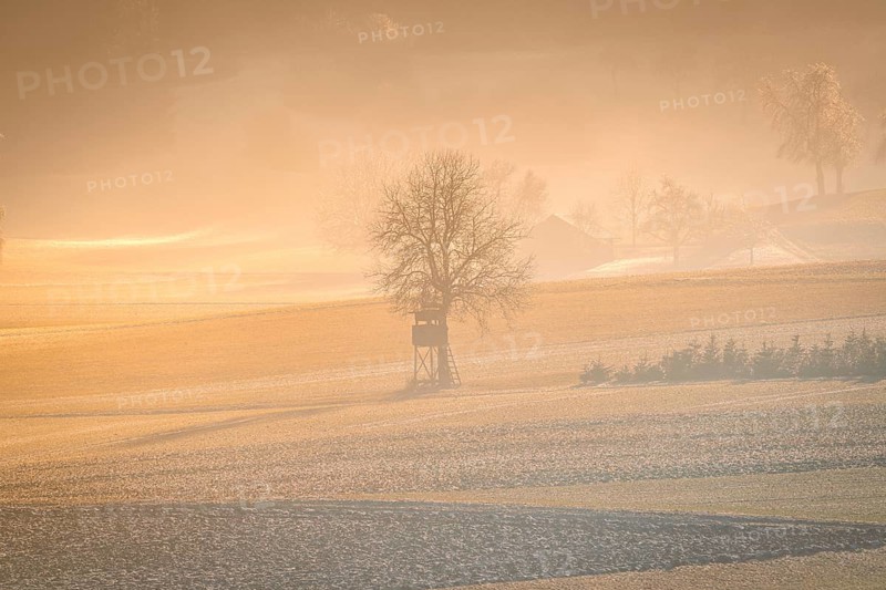 Mystical morning mood with a tree and hunting seat in the fog, Nagold, Black Forest, Germany, Europe