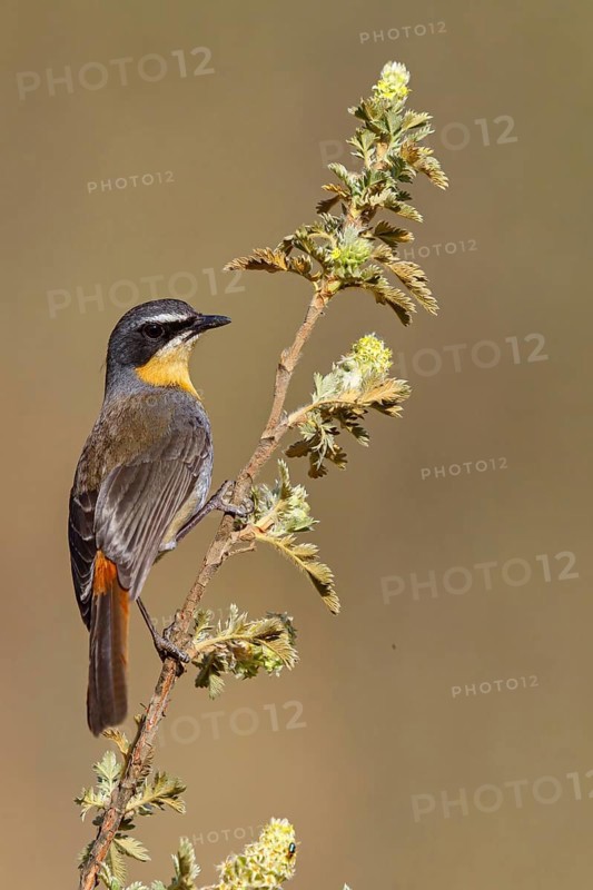 Cossypha caffra, family of flycatchers, Underberg surroundings, Underberg, KwaZulu-Natal, South Africa, Africa