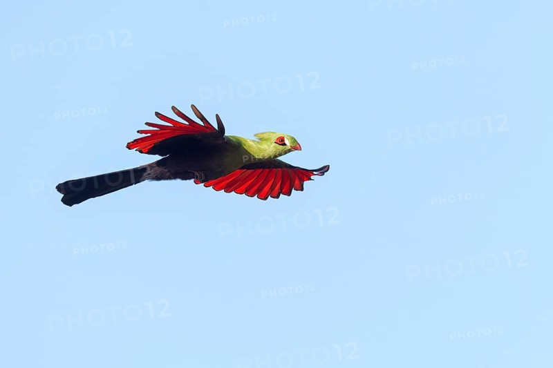 Guinea turaco (Tauraco persa), family of native turacos, aerial view, Brufut woods, Brufut, South Bank, Gambia, Africa