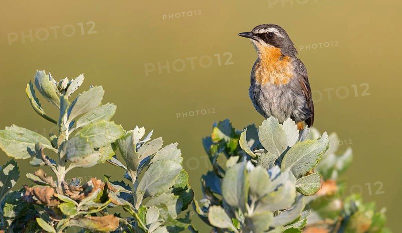 Cossypha caffra, family of flycatchers, Underberg surroundings, Underberg, KwaZulu-Natal, South Africa, Africa