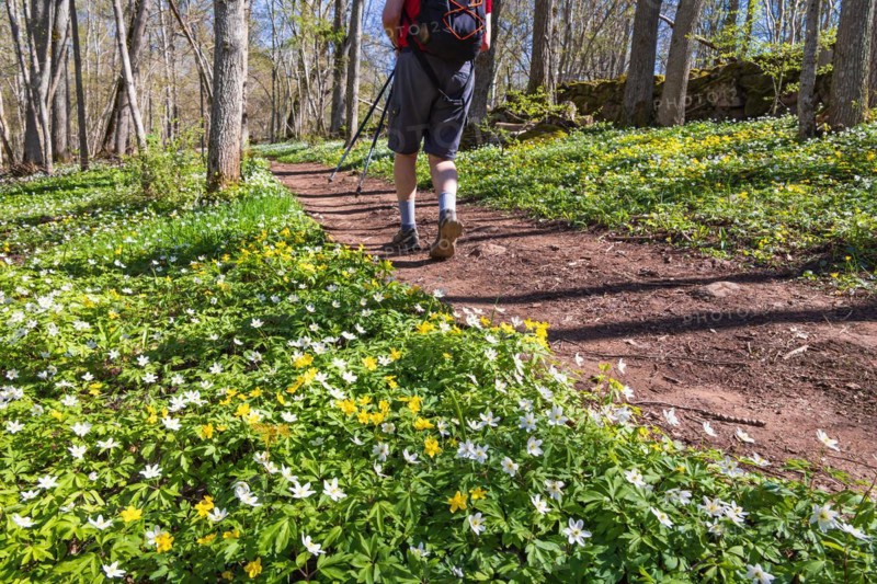 Blooming Wood anemone (Anemone nemorosa) and Yellow anemone (Anemone ranunculoides) by a footpath with a hiker at springtime