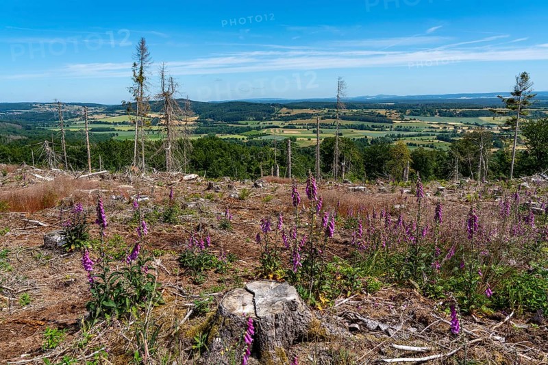 Cleared forest in the Eggegebirge, near Lichtenau, Paderborn district, site of a spruce forest that had died due to heavy bark beetle infestation and was felled, view to the northeast, Common foxglove growing, North Rhine-Westphalia, Germany, Europe