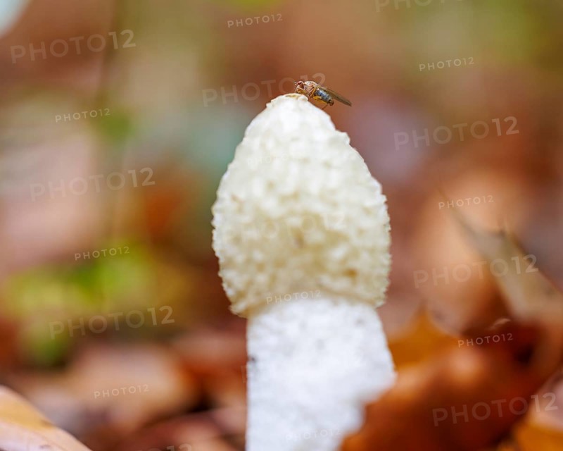 Stinkhorn (Phallus impudicus), Germany, Europe