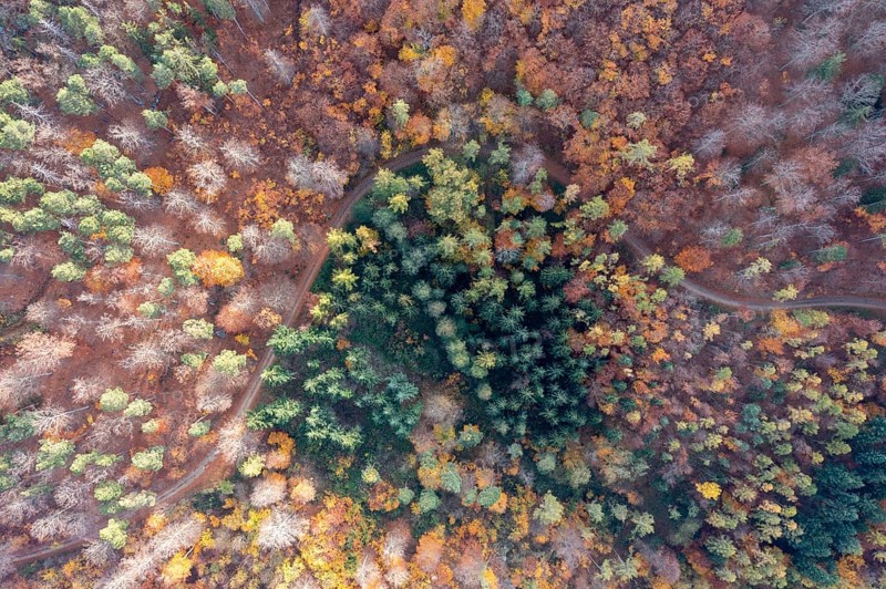 Drone shot, forest in autumn, Wachau, Lower Austria, Austria, Europe