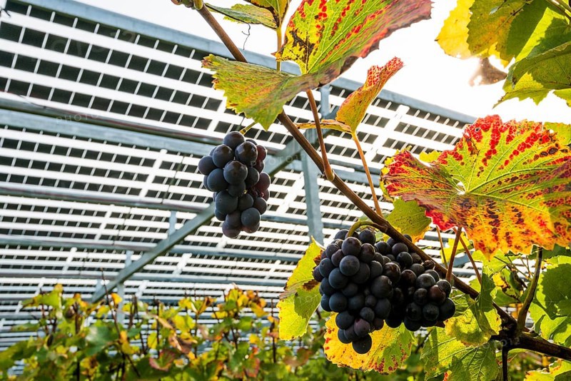 Solar plant in the vineyard, solar cells, solar modules, solar power plant, photovoltaic plant, Blankenhornsberg, near Ihringen, Kaiserstuhl, Baden-Württemberg, Germany, Europe