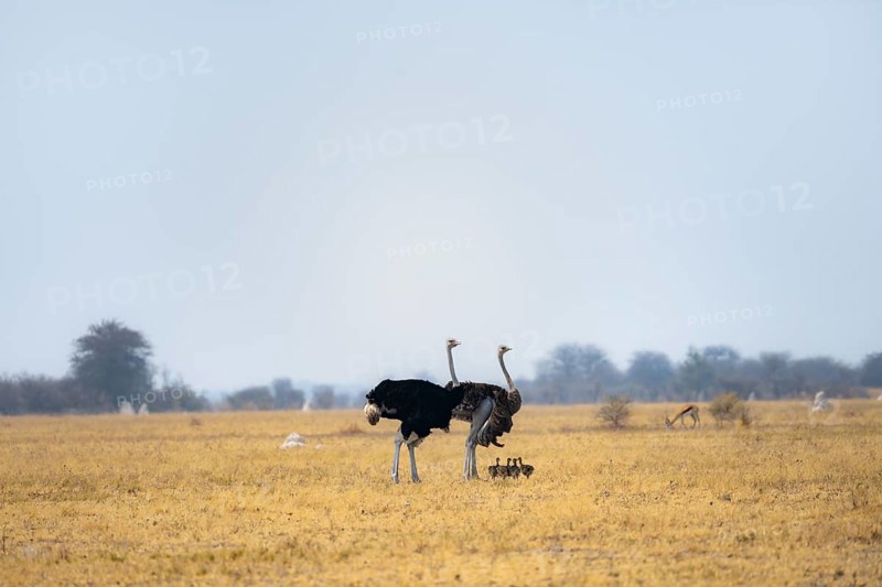 Common ostrich (Struthio camelus), adult female and male with six young, chicks, animal family, African savannah, Nxai Pan National Park, Botswana, Africa