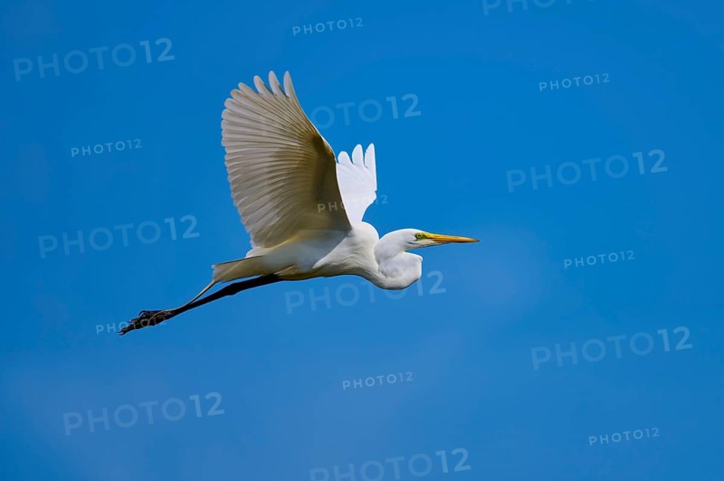 Great Egret (Egretta alba), flying against the blue sky, Black Point Wildlife Drive, Titusville, Florida, USA, North America
