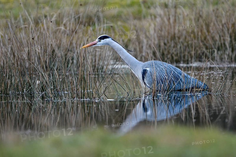 Grey heron (Ardea cinerea), hunting, in the water, Dingdener Heide nature reserve, North Rhine-Westphalia, Germany, Europe