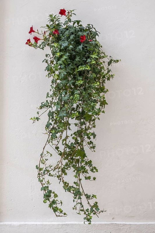 White house facade with a floral decoration, Martina Franca, Apulia, Southern Italy, Italy, Europe