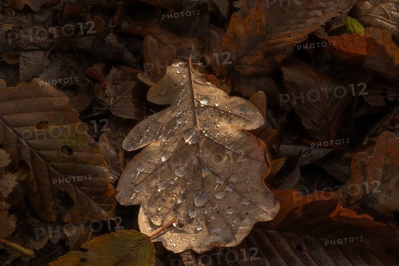 A leaf with water droplets lies on the floor. The leaf is brown and the water droplets are clear. Bas rhin, Alsace, France, Europe