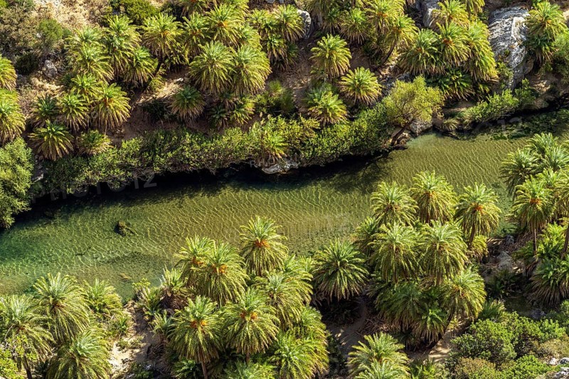 Phoenix theophrasti palms and the river Megalopotamos in the gorge of Preveli, Crete, Greece, Europe