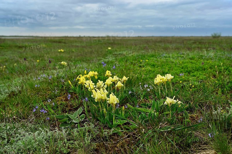 Dwarf iris (Iris pumila), Lake Neusiedl National Park, Seewinkel, Burgenland, Austria, Europe