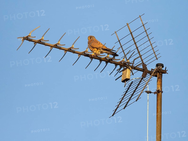 Common Kestrel (Falco tinnunculus), adult male bird perched on a television antennae, against a clear blue sky, Hesse, Germany, Europe