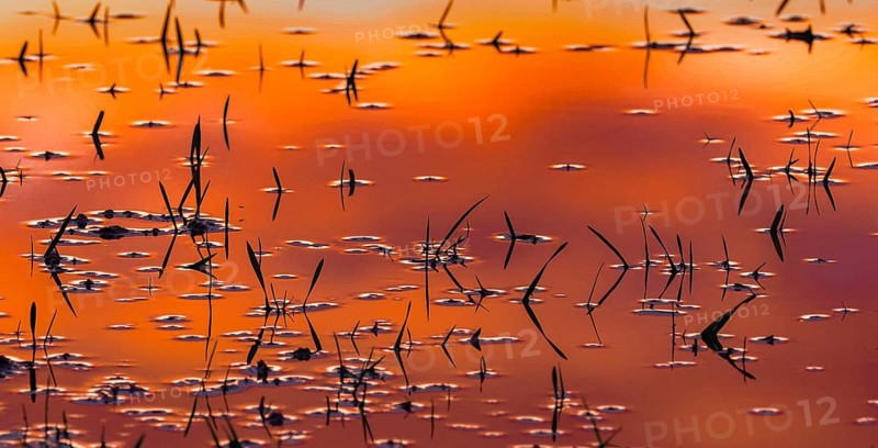 Waterlogged wheat field, young plants submerged in water as silhouettes, in winter after heavy rainfall, with the reflection of late evening light in the water, Hesse, Germany, Europe