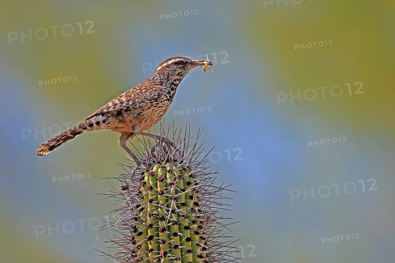 Cactus wren (Campylorhynchus brunneicapillus), adult, on cactus, feeding, with prey, Sonoran Desert, Arizona, North America, USA, North America