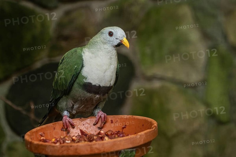 Black-chinned Fruit Dove (Ptilinopus leclancheri), Walsrode Bird Park, Lower Saxony, Germany, Europe