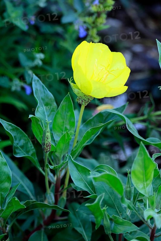 Common evening primrose (Oenothera biennis), flowering, flower, Ellerstadt, Germany, Europe