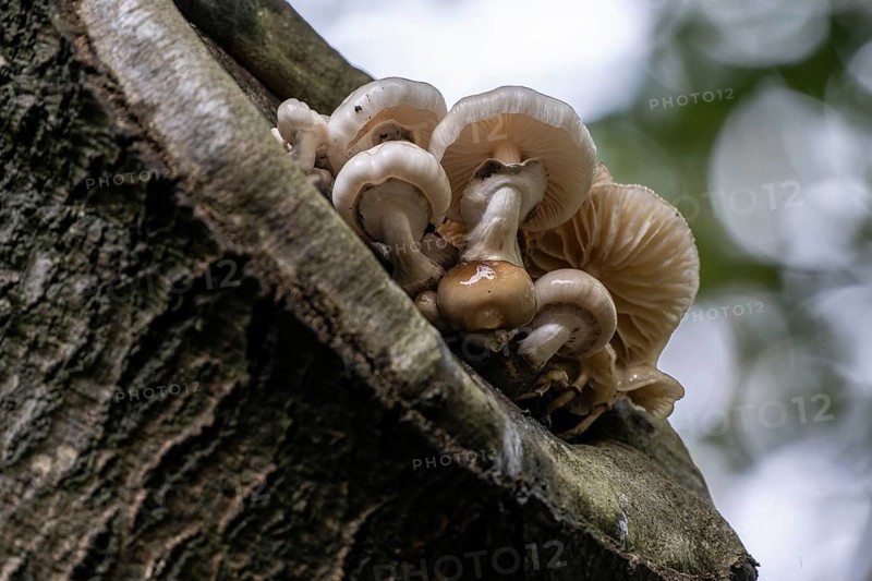 Ringed beech slime moulds (Oudemansiella mucida) on old copper beech (Fagus sylvatica), Emsland, Lower Saxony, Germany, Europe
