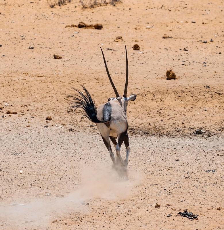 Gemsbok (Oryx gazella) running away with a cloud of dust, from behind, in dry savannah with orange-coloured sand, Etosha National Park, Namibia, Africa