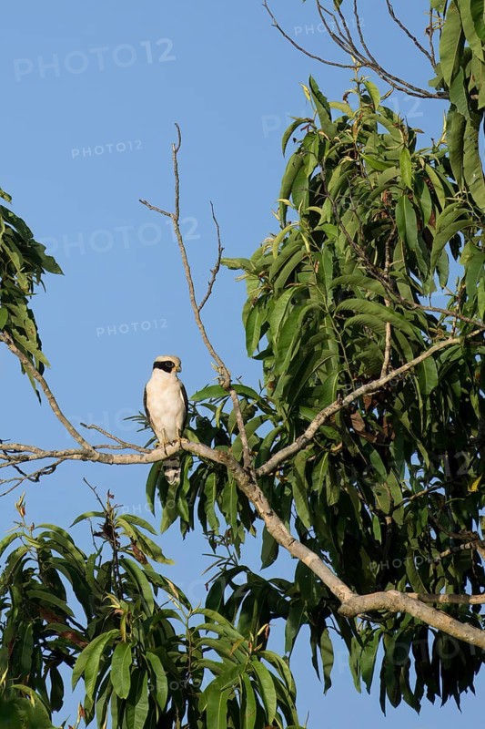 Laughing Falcon, Herpetotheres cachinnans, Amazon Basin, Brazil, South America